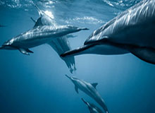 xingkong.com-可惜！拜尔、阿德耶米连续两脚射门，均击中门框弹出！